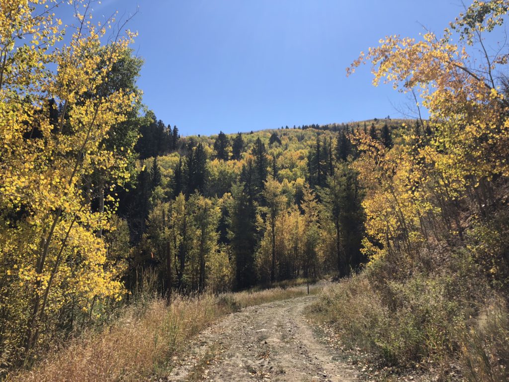A trail in the mountains boasting the fall colors. 