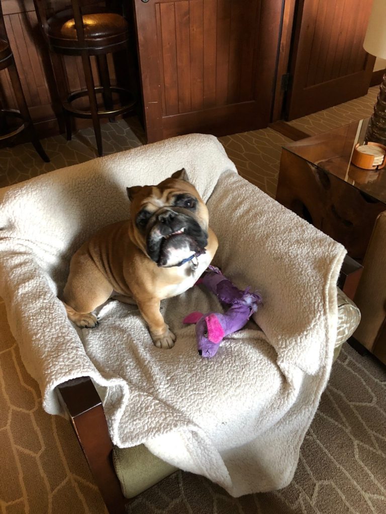 My dog enjoying the furniture at the Ritz. 