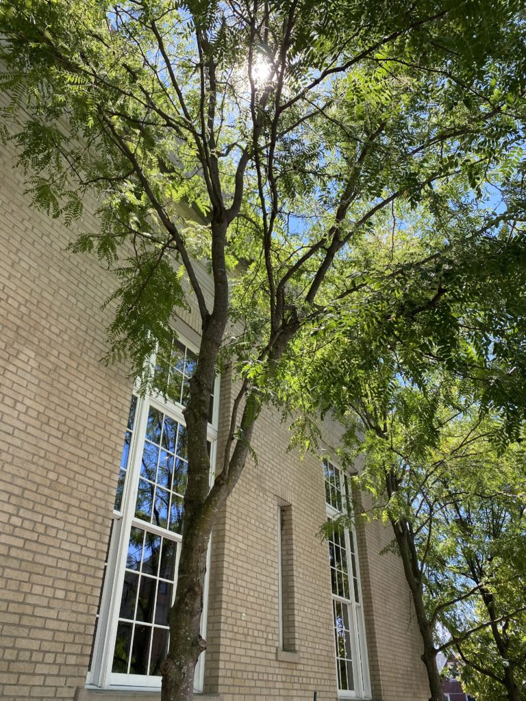 Brick building with classic windows and a big tree with the sun shining through. 