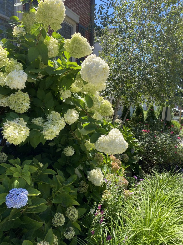 Hydrangeas I saw on my walk around the neighborhood.